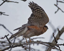 Sperber (Accipiter nisus) M, Schinznach