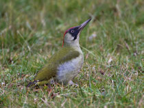 Grünspecht (Picus viridis) W, Brugg
