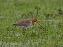 Uferschnepfe (Limosa limosa), Biebrza Nationalpark, Polen