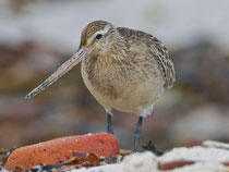 Pfuhlschnepfe (Limosa lapponica), Helgoland D
