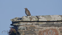 Singdrossel (Turdus philomelos), Mull GB