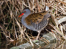 Wasserralle (Rallus aquaticus), Klingnauer Stausee