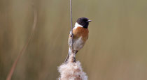 Schwarzkehlchen M (Saxicola torquatus), Castro Verde, Portugal