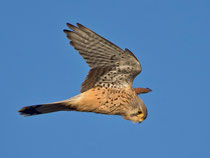 Turmfalke W (Falco tinnunculus), Möhlin AG