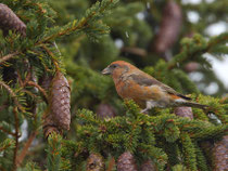 Fichtenkreuzschnabel (Loxia curvirostra) M, Gurnigel BE