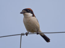 Rotkopfwürger (Lanius senator), Castro Marim, Portugal