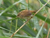 Teichrohrsänger (Acrocephalus scirpaceus), Klingnauer Stausee