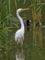 Silberreiher (Casmerodius alba), Aare bei Veltheim