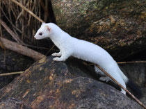Hermelin (Mustela erminea), Klingnauer Stausee