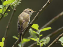 Berglaubsänger (Phylloscopus bonelli), Glaubenberg