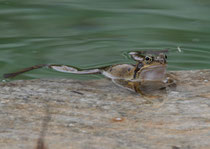 Grasfrosch (Rana temporaria), Villnachern