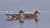 Saatgans (Anser rossicus), Baldeggersee