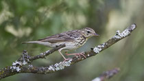 Baumpieper (Anthus trivialis), Thalheim