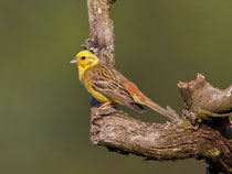 Goldammer (Emberiza citrinella), Bözberg