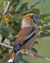 Kernbeisser (Coccothraustes coccothraustes), Männchen im PK, Villnachern