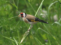 Distelfink od. Stieglitz (Carduelis carduelis), Villnachern