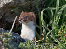 Mauswiesel (Mustela nivalis), La Sauge (Cudrefin)