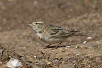 Kurzzehenlerche (Calandrella brachydactyla), Castro Verde, Portuga