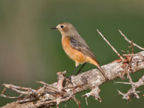 Diademrotschwanz W (Phoenicurus moussieri), Tamri, Marokko