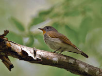 Zwergschnäpper (Ficedula parva), Bialowieza, Polen