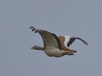 Grosstrappe (Otis tarda), Castro Verde, Portugal
