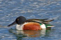 Löffelente M (Anas clypeata), Klingnauer Stausee