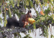 Eichhörnchen frisst einen Pilz, Gurnigel