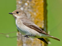 Trauerschnäpper (Ficedula hypoleuca) W, Villigen