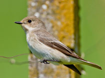 Trauerschnäpper (Ficedula hypoleuca) W, Villigen