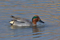 Krickente M (Anas crecca), Klingnauer Stausee