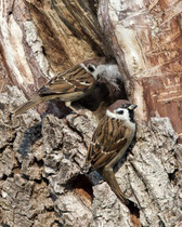 Feldsperling (Passer montanus), an Nisthöhle, Limmatspitz