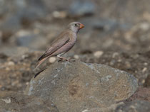 Wüstengimpel (Bucanetes githagineus), Fuerteventura, Spanien