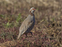 Felsenhuhn (Alectoris barbara), Fuerteventura