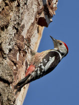 Mittelspecht (Dendrocopus medius), Villnachern