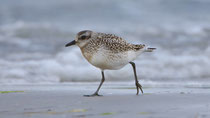 Kiebitzregenpfeifer (Pluvialis squatarola), Prerow, Mecklenburg-Vorpommern