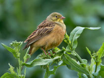 Ortolan (Emberica hortulana), Klingnauer Stausee