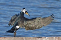 Kormoran (Phalacrocorax carbo), Prachtkleid, Birsfelden