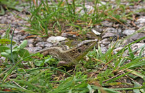 Zauneidechse (Lacerta agilis), Villnachern