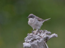 Klappergrasmücke (Sylvia curruca), Bedretto TI