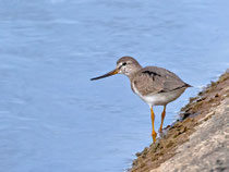Terekwasserläufer (Xerus cintereus), Klingnauer Stausee