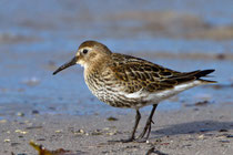 Alpenstrandläufer (Calidris alpina), Helgoland D