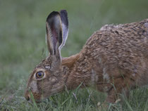 Feldhase (Lepus europaeus), Hortobagy, Ungarn