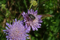 Trauer-Rosenkäfer (Oxythyrea funesta), Villnachern