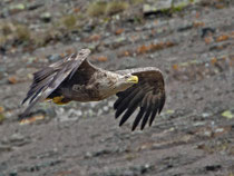 Seeadler (Haliaeetus albicella), Varanger, Norwegen