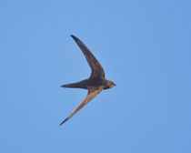 Mauersegler (Apus apus), Brugg