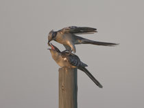 Häherkuckuck (Clamator glandarius), Castro Verde, Portugal