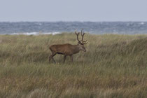 Rothirsch (Cervus elaphus), Darrs, Mecklenburg-Vorpommern