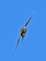 Alpensegler (Apus melba), Limmatspitz