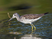 Grünschenkel (Tringa nebularia), Jona