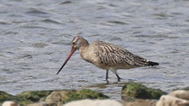 Pfuhlschnepfe (Limosa lapponica), Leibstadt, Bernauer Stau